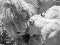 Lion & Safari Park